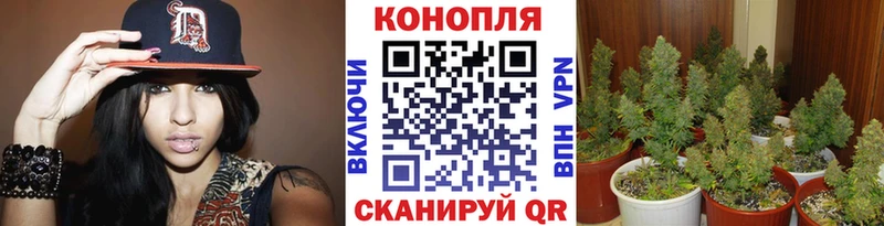 Бошки марихуана SATIVA & INDICA  МЕГА tor  Суздаль 